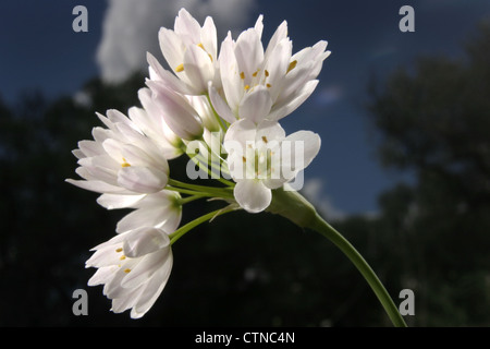 Bild: Steve Race - die Blume von Neapel oder neapolitanischen Knoblauch (Allium Neapolitanum), Spanien. Stockfoto