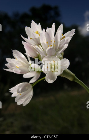 Bild: Steve Race - die Blume von Neapel oder neapolitanischen Knoblauch (Allium Neapolitanum), Spanien. Stockfoto