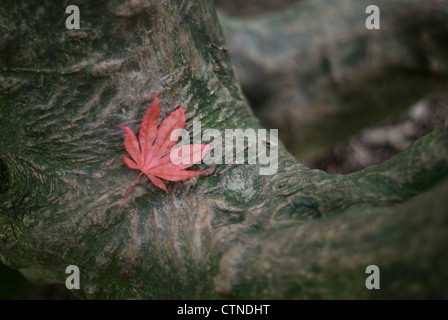 Ein rosa herbstlicher Ahorn, Acer Palmatum, Blatt Gefallene ruhen auf Ahorn Tee Stamm. Stockfoto