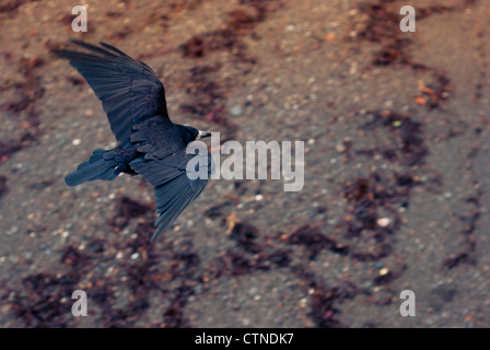 Eine Krähe fliegt über einen Strand, Aufräumvorgang für Lebensmittel bei Ebbe. Stockfoto