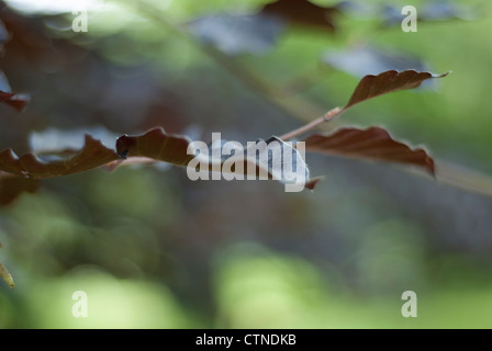 Nahaufnahme der Blutbuche Blätter an einem Baum vor dem weichen getönten Hintergrund grün und Kupfer Braun. Stockfoto