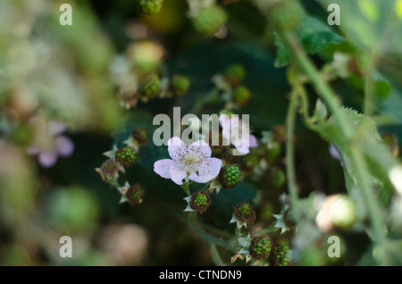 Reife Brombeeren und blühen Dornstrauch. Stockfoto