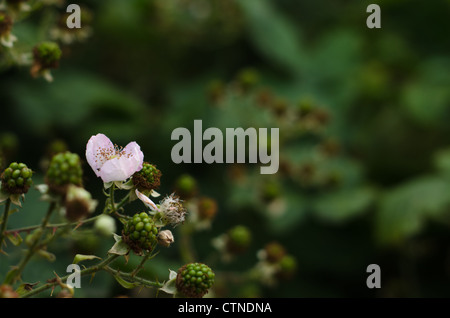 Reife Brombeeren und blühen Dornstrauch. Stockfoto