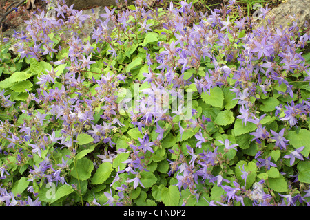 Campanula Poscharskyana serbischen nachgestellte Glockenblumen Glockenblume Blüte Stockfoto