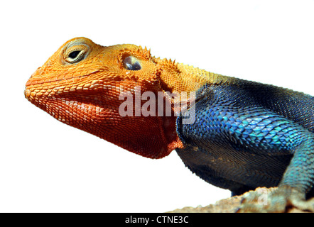 Eine Nahaufnahme Bild des kenianischen Rock Agama (lat. Agama Lionotus) isoliert auf weißem Hintergrund Stockfoto