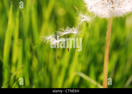 Zug von einem Löwenzahn verlassen im Wind auf hellgrünem Hintergrund Stockfoto