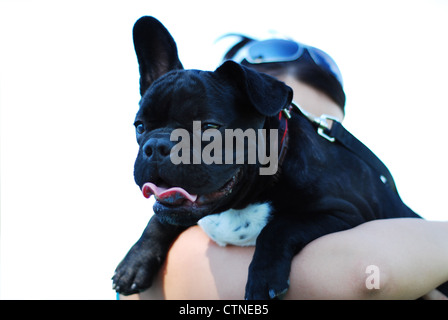 Gesicht von einem schwarzen französische Bulldogge, die sehr glücklich aussieht Stockfoto