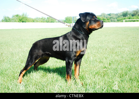 Gut aussehende Rottweiler stehend in einer Wiese Stockfoto