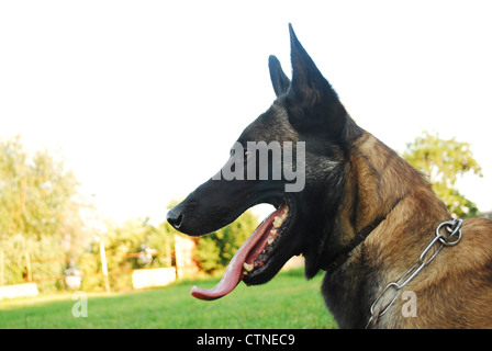 schönes Porträt von einen netten beobachten reinrassigen belgischen Schäferhund-Hund Stockfoto