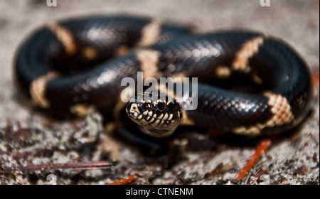 Östlichen Kingsnake (Lampropeltis Getula) Stockfoto