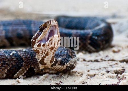 Cottonmouth (Agkistrodon Piscivorus) Stockfoto