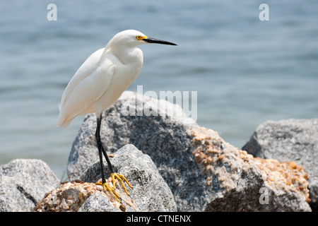 Snowy Egret (Egretta thula) Stockfoto