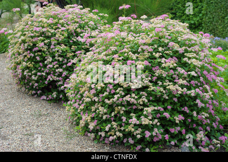 Japanische Spiraea "Kleine Prinzessin" Büsche in voller Blüte Stockfoto