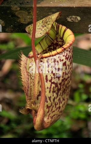 Kannenpflanze (Nepenthes Rafflesiana), Borneo, Malaysia Stockfoto