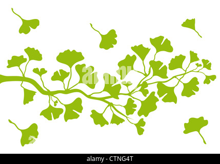 Ginkgo-Baum-Zweig mit grünen Blättern, Vektor-Hintergrund Stockfoto