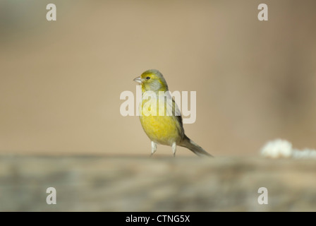 Atlantik Kanarische (Serinus Canaria) auf einem Picknick-Tisch auf Teneriffa Stockfoto