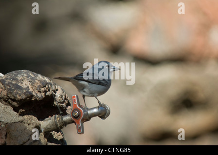 Blaue Buchfinken (Fringilla Teydea) auf einem Campingplatz Hahn, Teneriffa Stockfoto