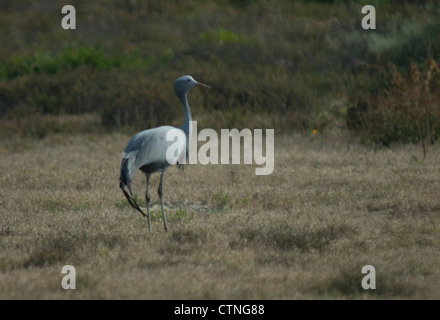 Blue Crane (Anthropoides Paradiseus) in einem Feld in Lamberts Bay, Südafrika Stockfoto