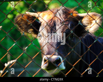 Junge Kuh starrt hinter einem Zaun Stockfoto