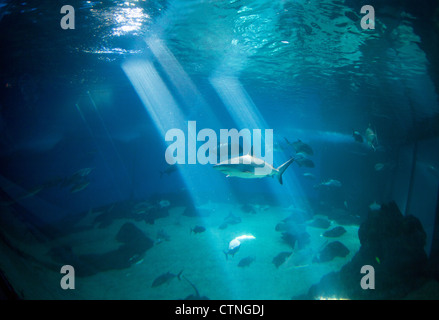 Haie schwimmen in einem Aquarium in Maui, Hawaii. Stockfoto