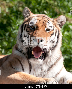 Weibliche Amur-Tiger Blick in Richtung Kamera Stockfoto