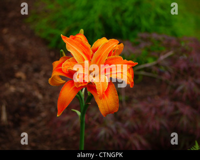 Orange Taglilien in voller Blüte Stockfoto