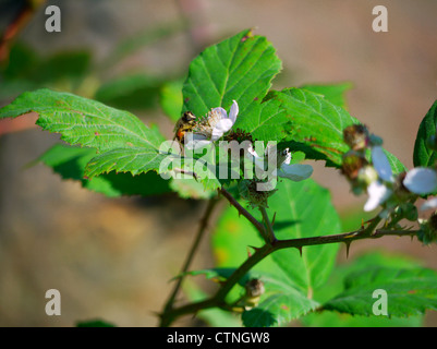 Bienen sammeln Nektar aus einer Brombeere Busch Blume Stockfoto