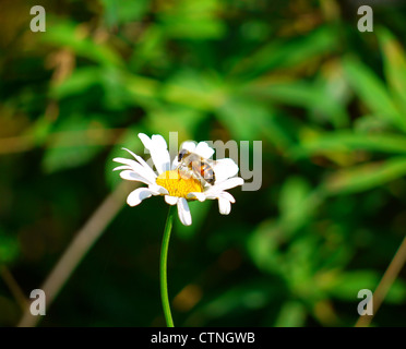 Bienen sammeln Nektar aus ein Gänseblümchen Stockfoto