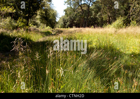 Ryton Wald Naturschutzgebiet, Warwickshire, UK Stockfoto