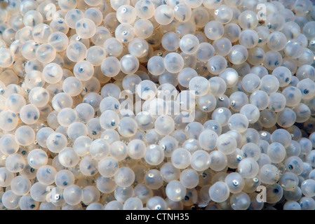 Weißer Kaviar Hintergrund. Befruchtet Kaviar von Süßwasser grundel Fisch, Baikalsee, Sibirien, Russische Föderation, Eurasien Stockfoto