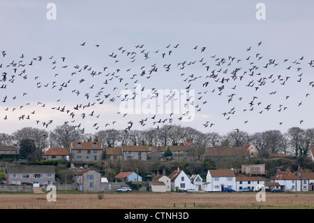 Herde von dunkel-bellied Ringelgänse (Branta Bernicla Bernicla) im Flug über das Dorf Cley-Next-Sea in North Norfolk. Stockfoto