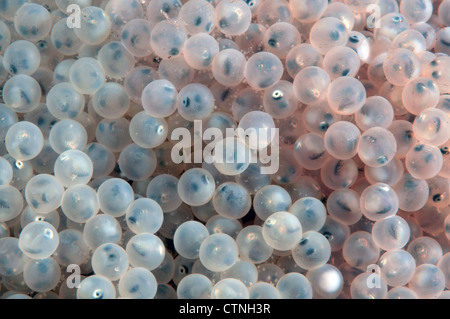 Weißer Kaviar Hintergrund. Befruchtet Kaviar von Süßwasser grundel Fisch, Baikalsee, Sibirien, Russische Föderation, Eurasien Stockfoto