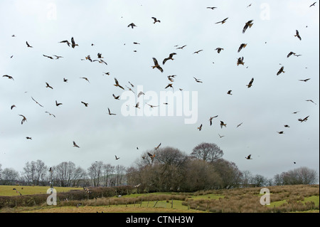 Große Herde von rote Milane (Milvus Milvus) auf der Gigrin Farm Futterstation in Rhayader Mitte Wales sammeln. Januar 2011. Stockfoto