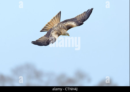 Ein Jugendlicher Rotmilan (Milvus Milvus) im Flug. Gigrin Farm, Rhayader Mitte Wales. Januar. Stockfoto