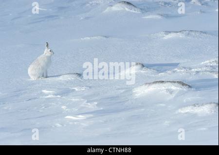 Schneehase (Lepus Timidus) im Wintermantel. Cairngorm National Park, Schottland. Februar. Auch bekannt als blaue Hase. Stockfoto