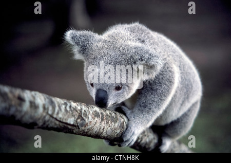 Ein Koala klettert einen Ast mit der gegenüberliegenden Daumen auf seine Vorderpfoten in Lone Pine Koala Sanctuary in Brisbane, Australien. Stockfoto