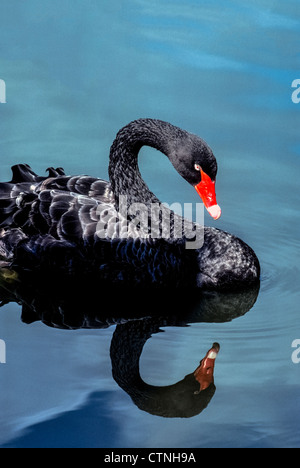 Ein ruhiger See macht eine Reflexion von einem schwimmenden Black Swan, eine exotische Wasservögel, geprägt von einem leuchtend roten Schnabel mit einem weißen Band nahe der Spitze. Stockfoto