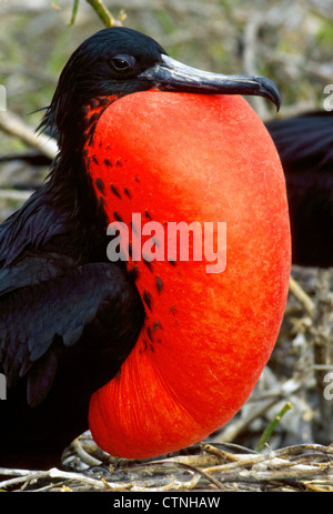 Eine herrliche Fregattvogels zeigt seine aufgeblasenen roten Kehlsack während der Balz am Nistplatz auf den Galapagos-Inseln von Ecuador. Stockfoto