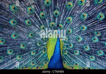 Ein indischer Pfau Fans seiner Schwanzfedern, eine Verknüpfung mit einem bunten Balz zu gewinnen von irisierenden blau-grünen Gefieder anzuzeigen. Stockfoto