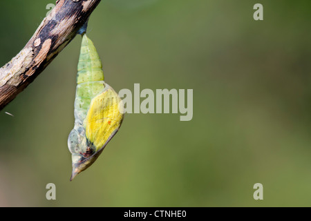Brimstone Schmetterling; Gonepteryx Rhamni; Chrysalis; UK Stockfoto