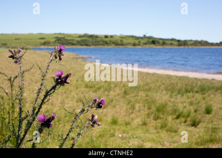 Colliford See; Cornwall; UK Stockfoto