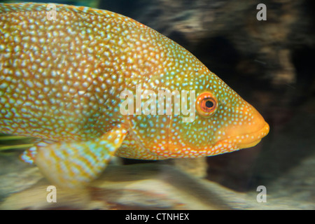 Kuckuck Lippfische; Labrus Mixtus; Aquarium; UK Stockfoto