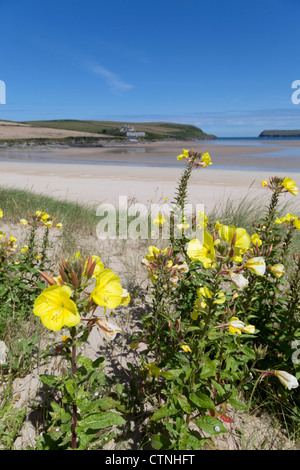 Nachtkerze; Oenothera Macrocarpa; Hafen-Bucht; Padstow Stockfoto