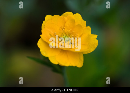 Geum 'Lady Stratheden'. Stockfoto