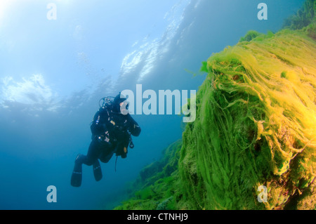 Wasser-Seide, Mermaid es Tressses oder Decke Unkraut (Spirogyra) die ökologische Katastrophe für Baikal-See Stockfoto