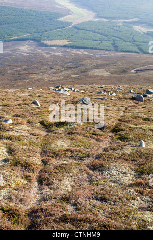 Schneehase; Lepus Timidus; Cairngorm; Schottland; VEREINIGTES KÖNIGREICH; Titel Stockfoto