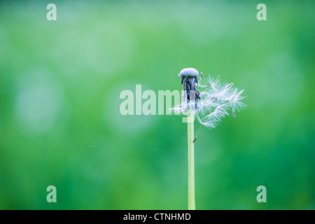 Übertrieben Löwenzahn vor grünem Hintergrund Stockfoto