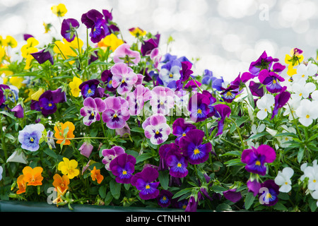 Viola Tricolor Blumen vor dem Hintergrund des Wassers Stockfoto