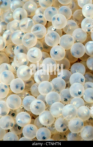 Weißer Kaviar Hintergrund. Befruchtet Kaviar von Süßwasser grundel Fisch, Baikalsee, Sibirien, Russische Föderation, Eurasien Stockfoto