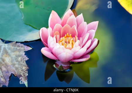 Rosa Lotusblume Stockfoto